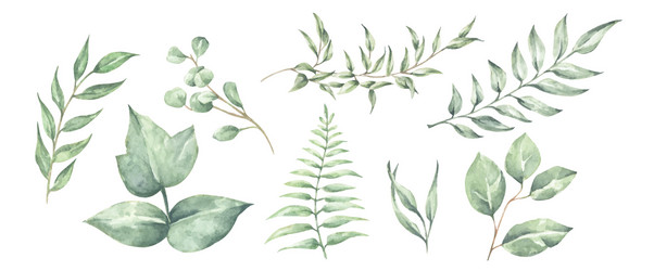 Watercolor Leaf Collection Vector Image