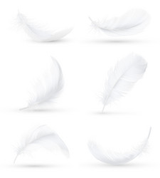 Realistic feathers white bird falling feather Vector Image
