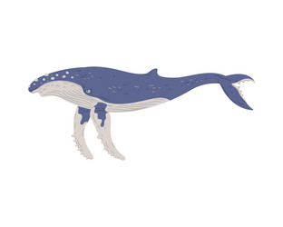 humpback whale cute vector