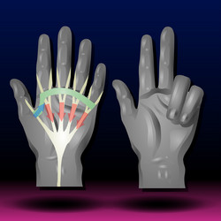 Hand anatomy Royalty Free Vector Image - VectorStock