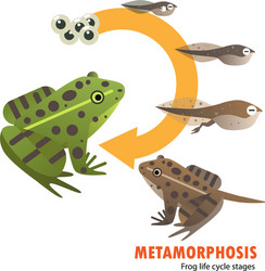 Metamorphosis life cycle of a frog Royalty Free Vector Image