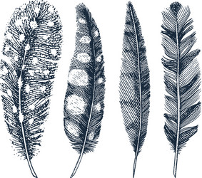 set of rustic realistic feathers different vector image