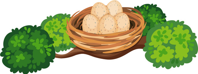 eggs in bird nest on tree branch vector image