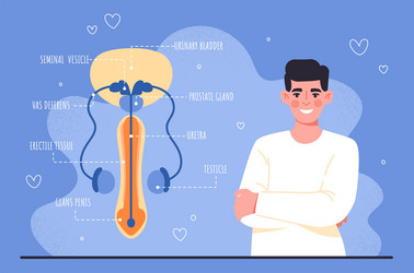 male reproductive system vector