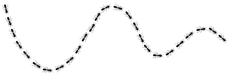 ants trail curve ant path isolated in white vector image