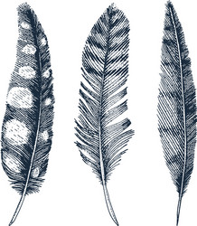 set of rustic realistic feathers different vector image
