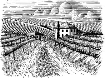 Rustic Italian Vineyard Road Vector Image