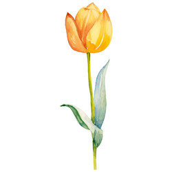 watercolor painted tulip flower hand drawn design vector image