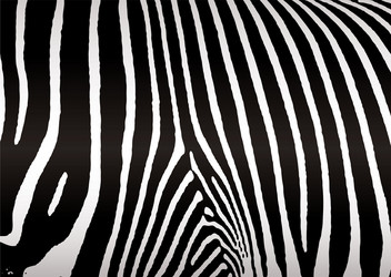 Zebra Hide Pattern vector image