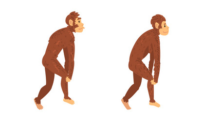 monkey or primate as human evolution stage vector