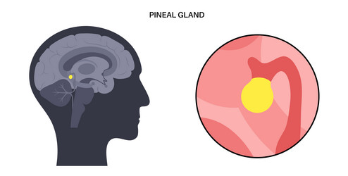 pineal gland anatomy vector