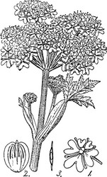 Cow parsnip vintage vector