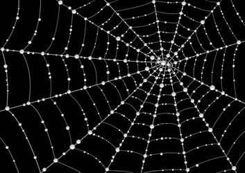 web in drops of dew vector