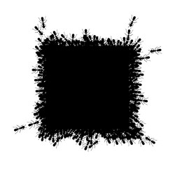 ants square border forming rectangular shape vector image