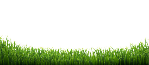 Green grass border set on transparent background Vector Image