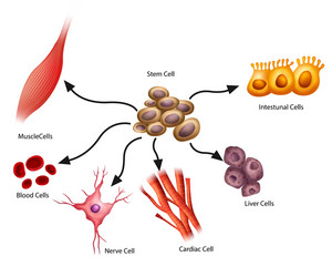 Stem Cell Types and Differentiation vector image