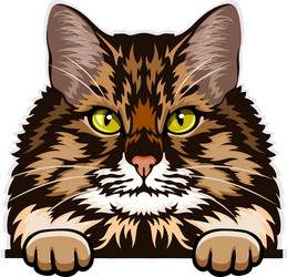 siberian cat color peeking cats vector