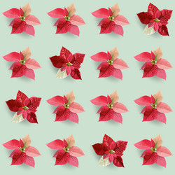 Christmas poinsettia flowers seamless background vector