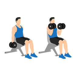 man doing seated dumbbell bicep curls exercise vector image