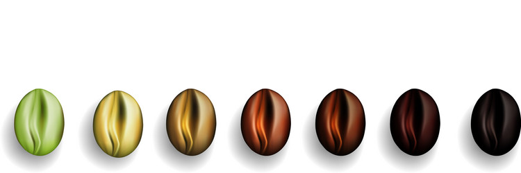 Coffee Bean Stages - From Green to Dark Roast vector
