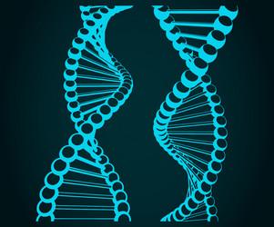 Dna Royalty Free Vector Image - VectorStock