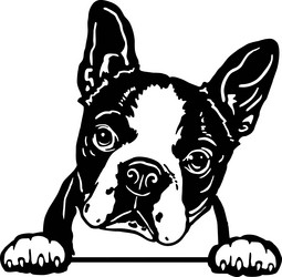 Funny Boston Terrier Peeking Head Vector Image