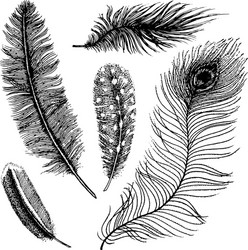 set of rustic realistic feathers different vector image