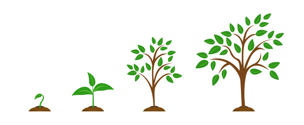 Plant Stages of Growth Vector Images (over 1,900)