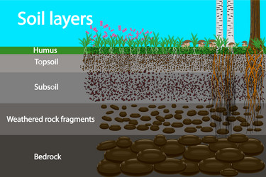 soil layers diagram for layer vector image