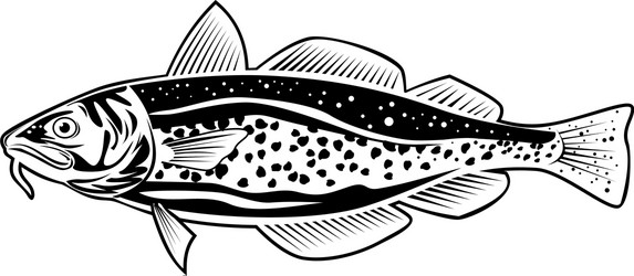 Atlantic cod gadus morhua or codling side view vector