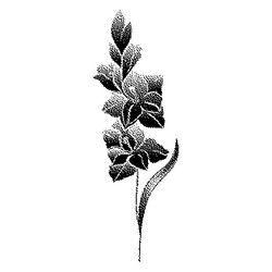gladiolus flower with bitmap effect vector image