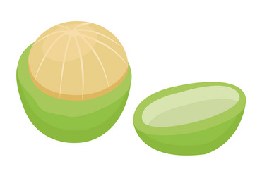 macadamia or maroochi nut green core inside shell vector image