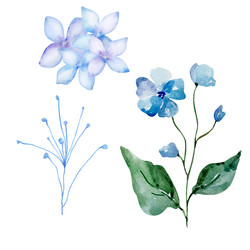 Watercolor Floral Blossom Set Vector Image