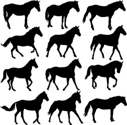 Horse Silhouettes - Collection Vector Image