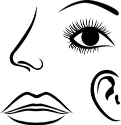 Anatomical Human Head Icon - Eyes, Nose, Lips, Ear Vector Image