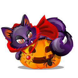 Purple cat with bared fang lying on jack-o-lantern vector