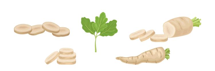 Parsnip root vegetable with green leaf set vector