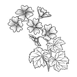 malva plant with flowers outline Vector Image