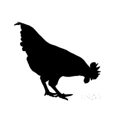 image of an chicken Vector Image
