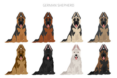 Long haired german shepherd dog in different coat Vector Image