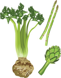 Fresh Vegetables vector