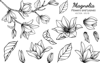 Magnolia Flower and Leaf Set Vector Image
