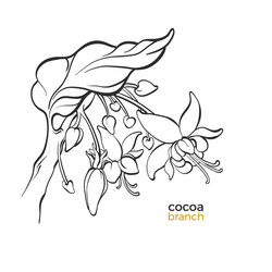 template cocoa tree branches vector