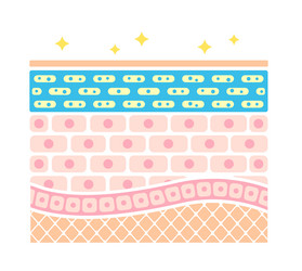 Skin care skin cleaning cross section of skin Vector Image