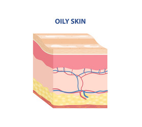 Epidermis structure skin anatomy cell Royalty Free Vector