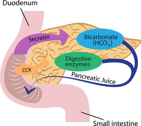 pancreatic function in a human body vector