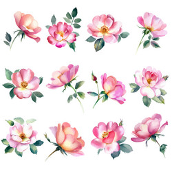 Watercolor flowers sethand drawn vector