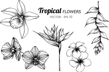 Tropical flowers  Tropical flower tattoos Flower tattoo drawings Orchid  tattoo