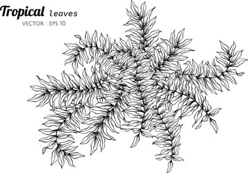 Tropical leaves drawing vector