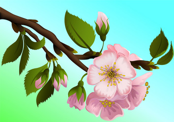 apple-tree branch with flowers vector